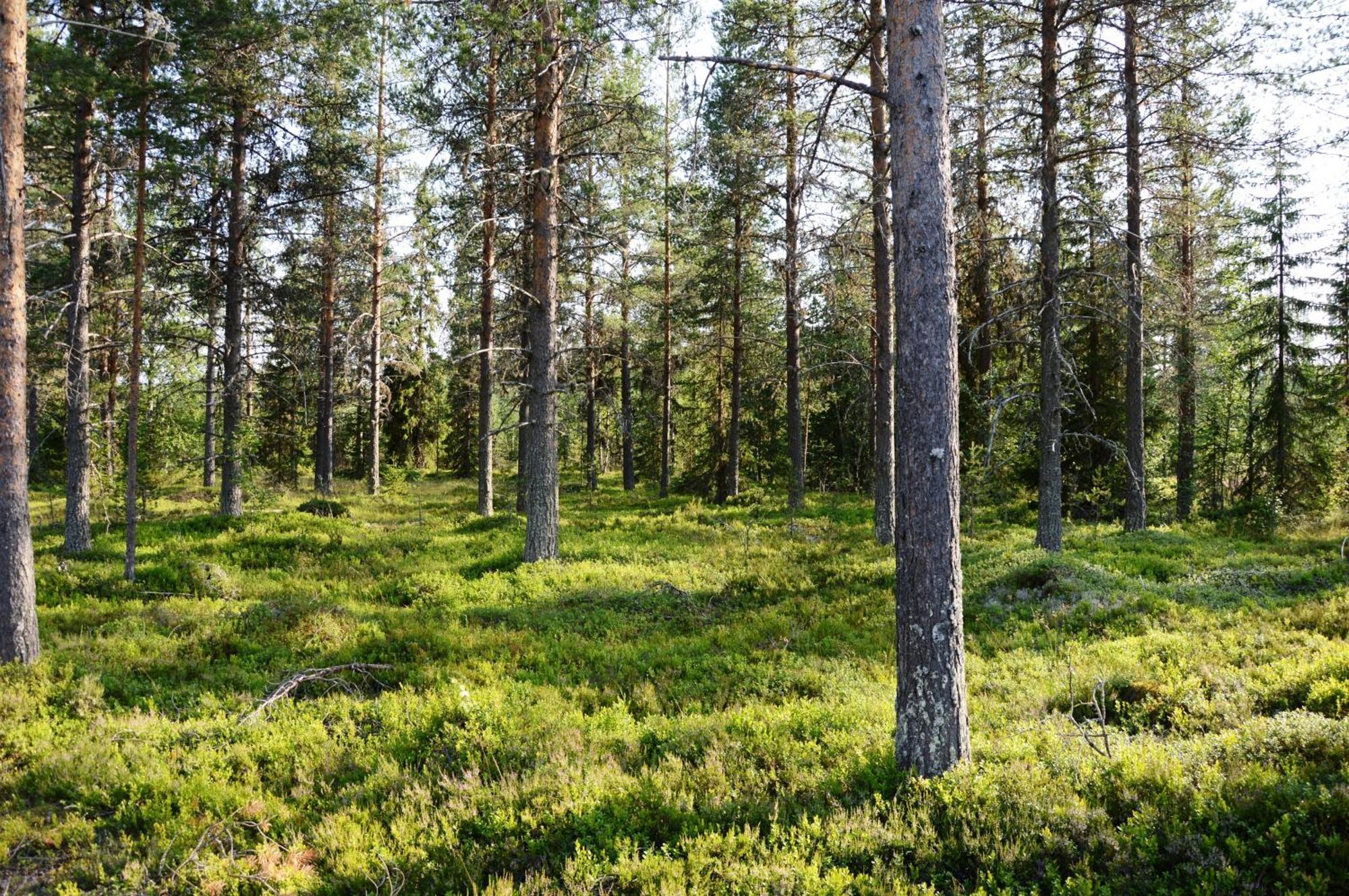 16 - Fulufjellets Nasjonalparker - Natur-, Dyre- Og Fugleopplevelser Ljordal Экстерьер фото